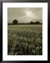 Suffolk Field by Tim Kahane Limited Edition Print