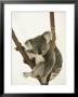 Australia, Queensland, Lone Pine Koala Sanctuary, Koala by Walter Bibikow Limited Edition Print