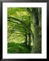 Line Of Beech Trees In A Wood In Spring by Lightfoot Jeremy Limited Edition Print