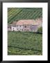 Vineyards Near Fumane In The Centre Of The Valpolicella Classico Zone, Fumane, Veneto, Italy by Michael Newton Limited Edition Print