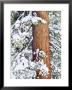 Fresh Snow On Red Fir Trees, Sierra Nevada Mountains, California, Usa by Christopher Talbot Frank Limited Edition Print