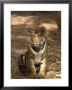 Bengal Tiger, Panthera Tigris Tigris, Bandhavgarh National Park, Madhya Pradesh, India, Asia by Thorsten Milse Limited Edition Print