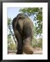 Indian Elephant (Elephus Maximus), Bandhavgarh National Park, Madhya Pradesh State, India, Asia by Thorsten Milse Limited Edition Print