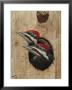 Baby Pileated Woodpeckers Peer From The Tree Hole Nest by George Grall Limited Edition Print