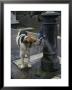 Dog Drinking From A Street Fountain In Rome, Italy by Richard Nowitz Limited Edition Print