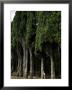 Italian Cypress Trees Line A Road In Tuscany, Italy by Todd Gipstein Limited Edition Print