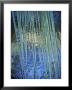 Water Ribbon Grasses, Triglochin Procera, In A River Stream, Australia by Jason Edwards Limited Edition Print