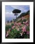 Villa Rufolo And Wagner Terrace Gardens Ravello, Amalfi Coast, Italy by Richard Nowitz Limited Edition Print