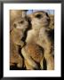 Meerkat Pups With Their Caretaker by Mattias Klum Limited Edition Pricing Art Print