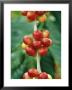 Close View Of Coffee Berries by Marc Moritsch Limited Edition Print