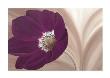 Velvet Anemone by Kate Lake Limited Edition Print