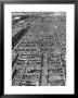 Beef Cattle Being Held In Large Pens At The Union Stockyards by Bernard Hoffman Limited Edition Pricing Art Print