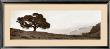 Black Oak Tree by Alan Blaustein Limited Edition Pricing Art Print