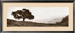 Black Oak Tree by Alan Blaustein Limited Edition Print