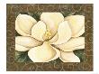 Magnolia Dream by Sophia Davidson Limited Edition Pricing Art Print