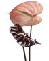 Anthurium by Ben Davies Limited Edition Pricing Art Print