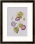 Ipomoea Violacea (Morning Glory) by Pierre-Joseph Redoutã© Limited Edition Print
