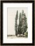 Cypress by Girard Limited Edition Print