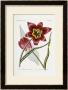 Iconaes Florae Germanicae Et Helveticae by H.G.L. Reichenbach Limited Edition Pricing Art Print