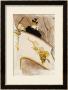 Le Loge Au Mascaron Dore (Programme For Le Missionaire) by Henri De Toulouse-Lautrec Limited Edition Pricing Art Print