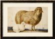 A Ewe And Her Lamb, Circa 1850 by Abu'l-Hasan Ghaffari Kashani Limited Edition Pricing Art Print