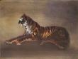 Tigre by Kaiko Moti Limited Edition Print