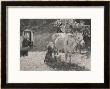 Milking A Cow On A French Farm by Ch De Billy Limited Edition Print