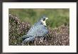 Peregrine Falcon On Heather In Flower, Uk by Mark Hamblin Limited Edition Print