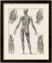 Showing Muscles Of Body Hands And Feet by G. Aikmann Limited Edition Pricing Art Print