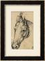 Study Of The Head Of A Horse, Pen Drawing On Paper Turned Yellow, Royal Library, Windsor by Leonardo Da Vinci Limited Edition Pricing Art Print