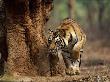 Tigress Coming Around Tree, Ranthambhore National Park Rajasthan India by Anup Shah Limited Edition Pricing Art Print