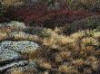 Fall Scene With Lichens, Tufts Of Golden Grass, And Wildflowers by Sylvia Sharnoff Limited Edition Print