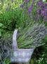 Herb Still Life With Lavender In Mauve Basket Against L. Hidcote In Garden by Linda Burgess Limited Edition Print