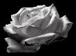 White Rose by David Chow Limited Edition Print