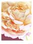 Peach Peony by Connie Fekete Limited Edition Pricing Art Print