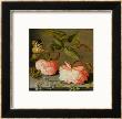 A Still Life With Roses On A Ledge by Balthasar Van Der Ast Limited Edition Print