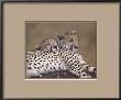 Two Leopards by Marein Harvey Limited Edition Pricing Art Print