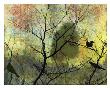 Raven's View by Ricki Mountain Limited Edition Print