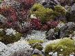 View Of Boulders Covered With Moss And Lichen by Sylvia Sharnoff Limited Edition Print