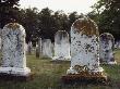 View Of Gravestones Covered With Lichens by Sylvia Sharnoff Limited Edition Print