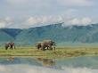 African Elephants Reflected In Water At Chobe National Park by Beverly Joubert Limited Edition Print