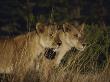 Two Lionesses Hunt In The Long Grasses Of Savuti Marsh by Beverly Joubert Limited Edition Print