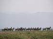 A Herd Of Waterbuck by Beverly Joubert Limited Edition Print