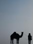 Thar Desert Tribesman And Camel At Pushkar Camel Fair, Pushkar, Rajasthan, India by Alain Evrard Limited Edition Print