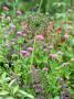 Allium Hollandicum Seed Heads And Knautia Arvensis (Field Scabious) by Fiona Mcleod Limited Edition Print