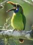 Emerald Toucanet, Perching, Costa Rica by Michael Fogden Limited Edition Print
