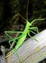 Predatory Bush Cricket, Park Of Capanne Di Marcarolo, Italy by Emanuele Biggi Limited Edition Print