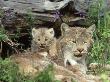 Canada Lynx, Felis Lynx Canadensis Resting Female & Kitten Montana by Alan And Sandy Carey Limited Edition Print