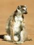 Ring-Tailed Lemur, Sitting, Madagascar by Patricio Robles Gil Limited Edition Pricing Art Print