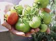 Hands Holding Picked Tomatoes, Green & Red Ones by Linda Burgess Limited Edition Print